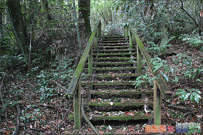 茶臼山古墳の山の中の階段