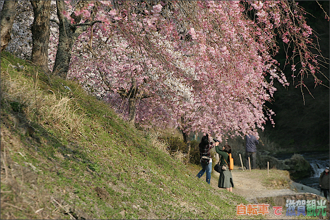 土山町鮎川の桜、奥の方のしだれ桜