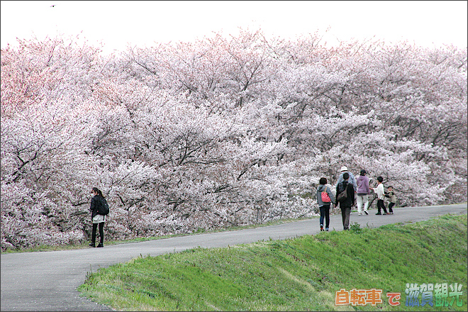 大量の笠原の桜