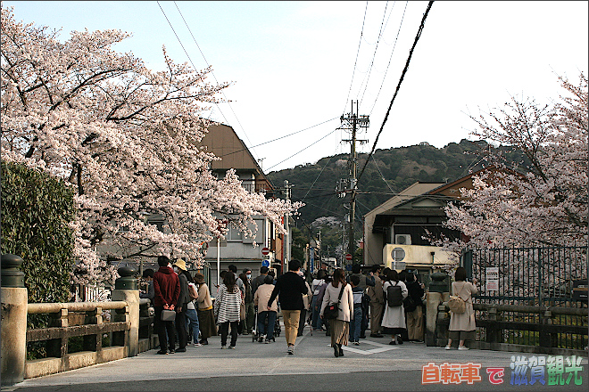 琵琶湖疎水の桜を見ている人々