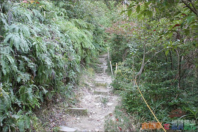 八幡山の登山道は比較的狭い