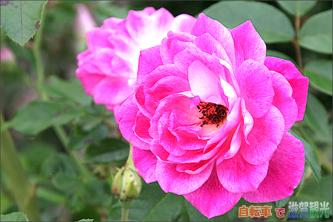 庄堺公園のピンクのバラ