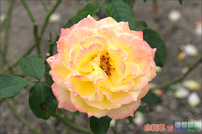 庄堺公園の黄色のバラ