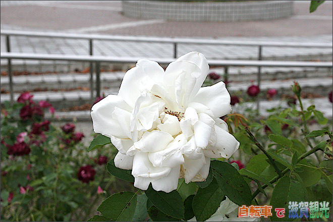 庄堺公園の白いバラ