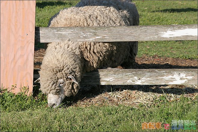 山田牧場の羊