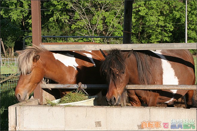 山田牧場の馬
