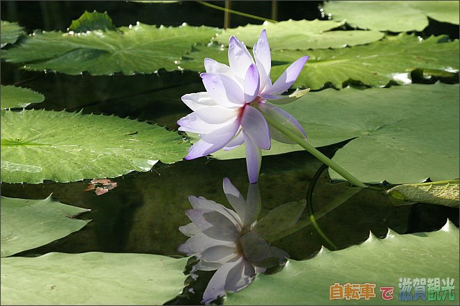 水面に写るの白いスイレンの花