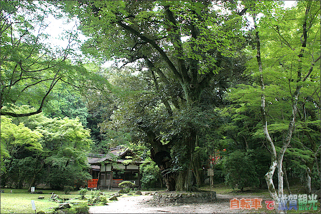上賀茂神社のスジダイの木