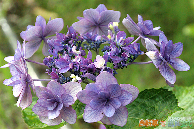 もりやま芦刈園の紫陽花3
