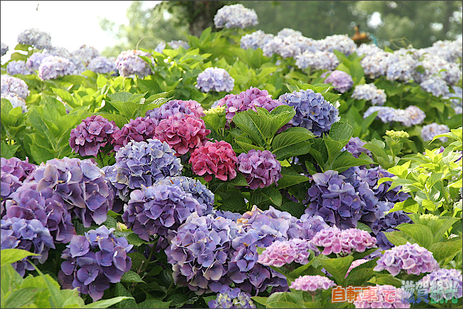 もりやま芦刈園の紫陽花4