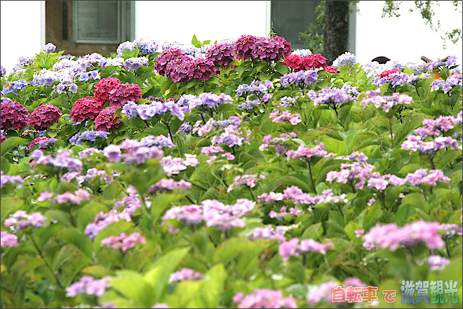 もりやま芦刈園の紫陽花5