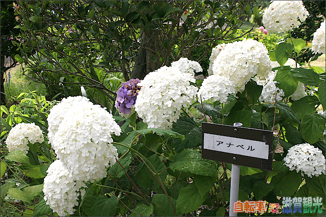 もりやま芦刈園の紫陽花8