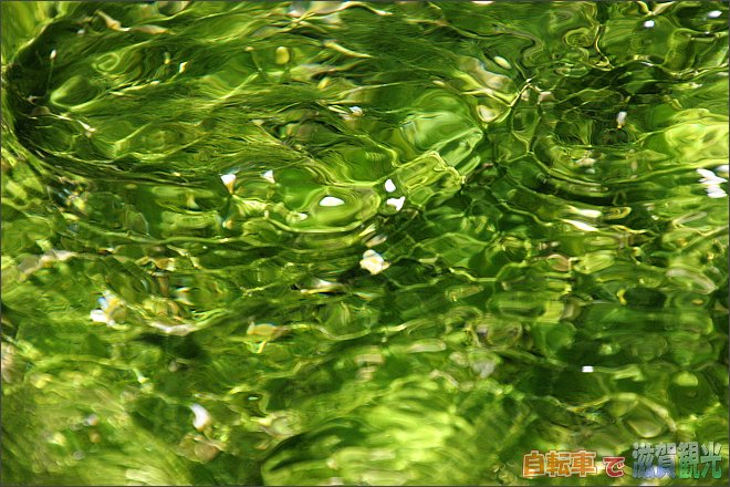 夜の梅花藻