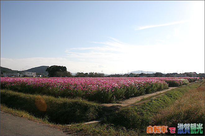 近江八幡市野田町のコスモス畑全体の写真