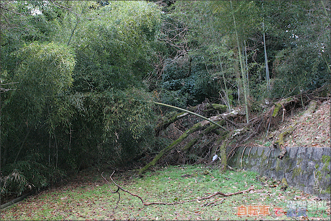 茶臼山公園の山の方への倒木
