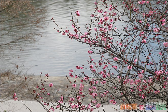 びわこ文化公園の梅