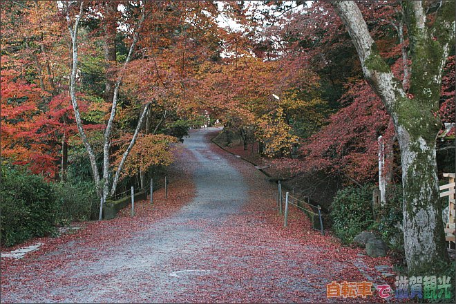 三井寺の紅葉のトンネル