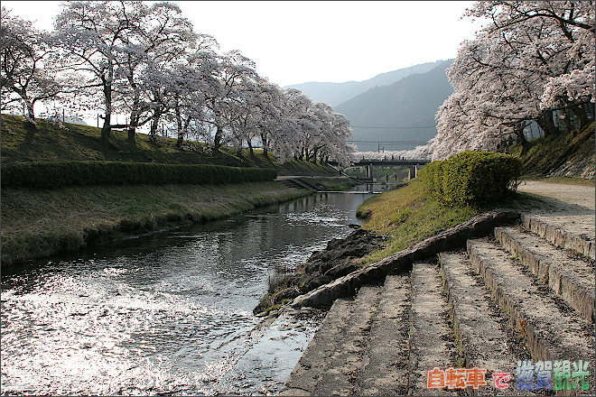 土山町鮎川の桜、山手側から撮影