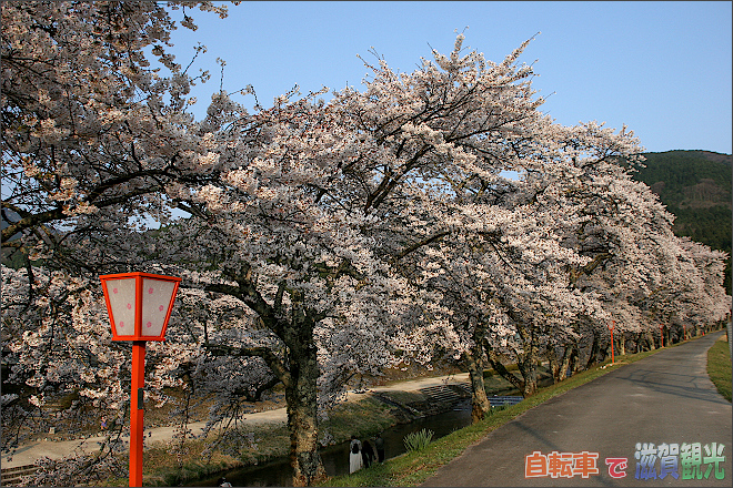 水銀灯と土山の桜