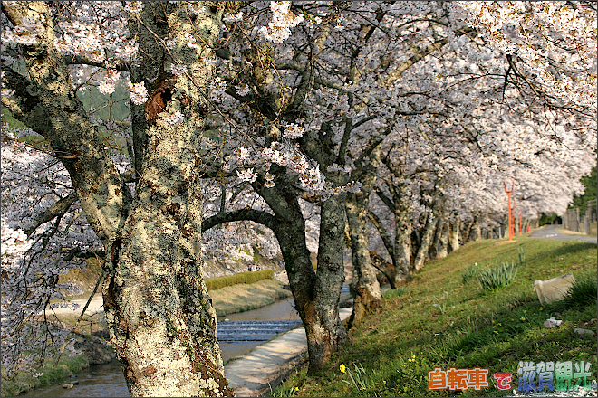 うぐい川の土手の上の桜