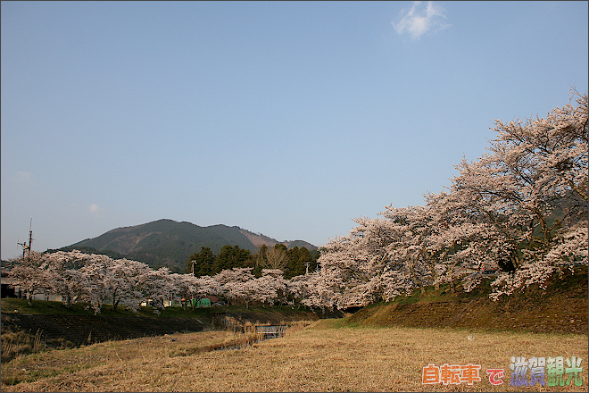 野洲川との合流地点の土山の桜