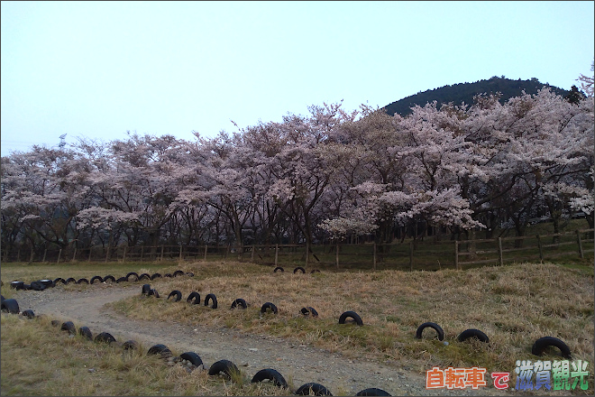 土山町青土のバギー場があるところの桜