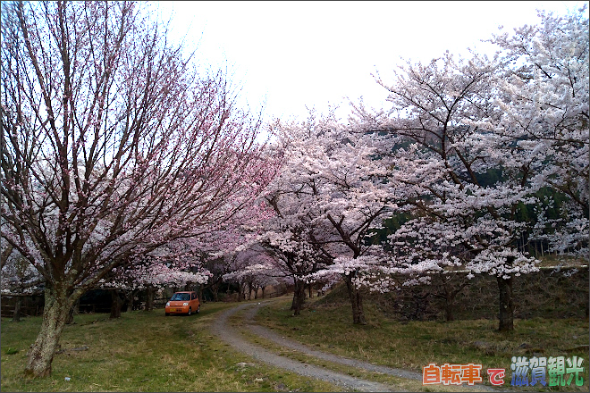 土山町青土のバギー場からもう少し北にある桜