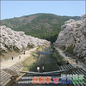 【観光名所】土山町うぐい川の桜