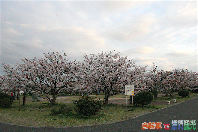 笠原桜公園と桜