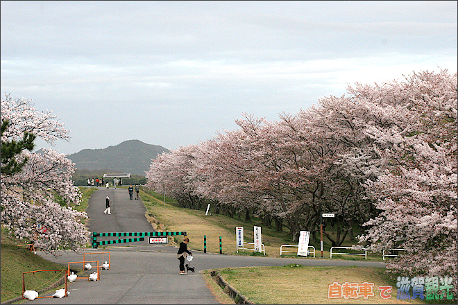 笠原桜公園から見る堤防の桜