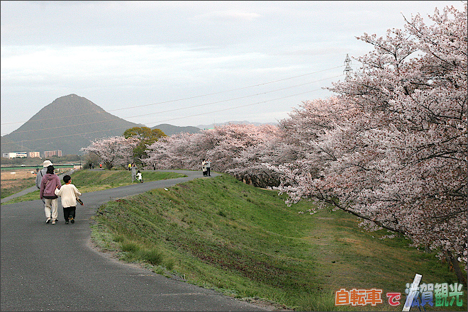 堤防の桜と三上山
