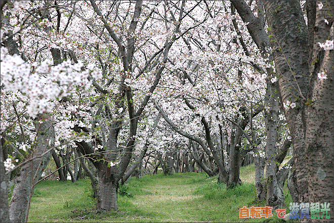 堤防の下の笠原の桜