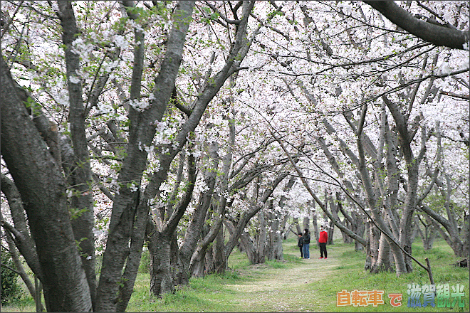 笠原の桜並木