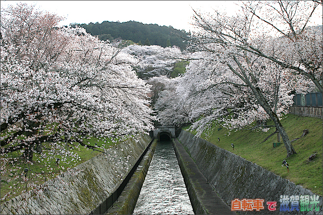 昼の琵琶湖疎水の桜