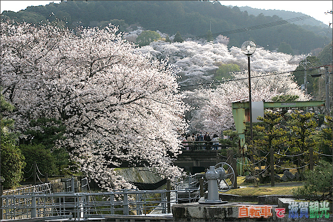 琵琶湖疎水のゲートと桜