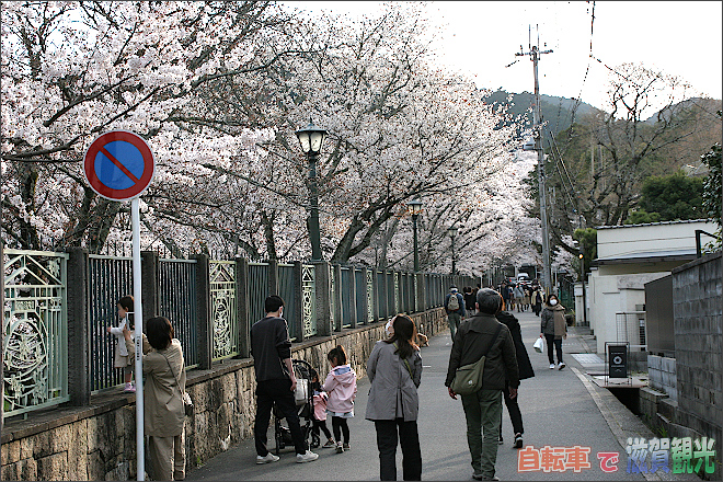 琵琶湖疎水の右側の桜