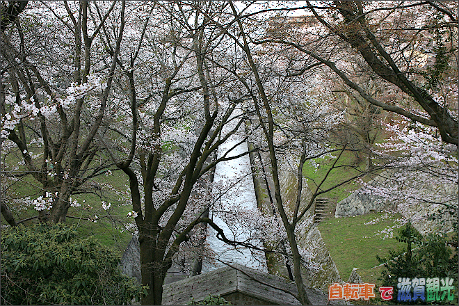 琵琶湖疎水から東方面の桜