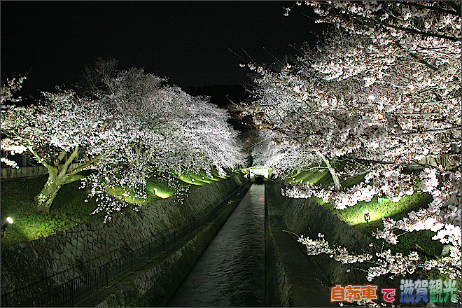 琵琶湖疎水のライトアップされた夜桜