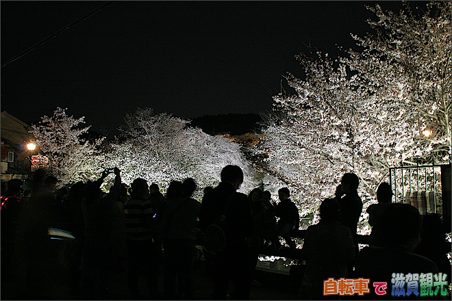 夜の琵琶湖疎水の桜を見に来た人たち