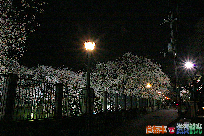 ライトと琵琶湖疎水の桜