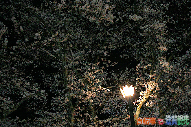 ライトと満開の桜