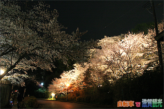 山側のライトアップされた桜