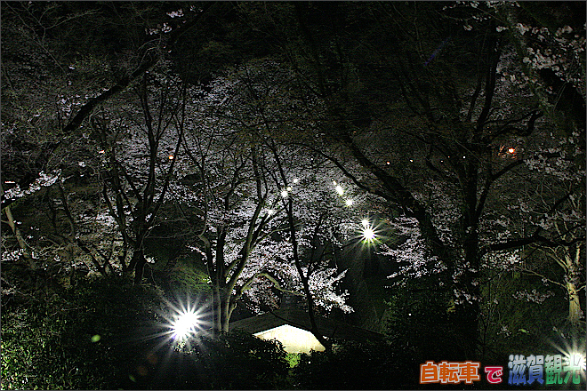 琵琶湖疎水から橋に向かっての夜桜