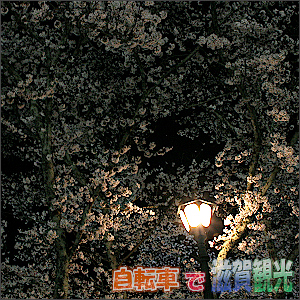 【観光名所】大津の琵琶湖疎水の桜