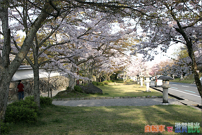 坂本の大通りの桜