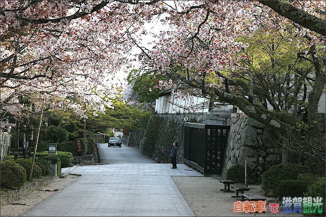坂本の滋賀院門跡の前の桜