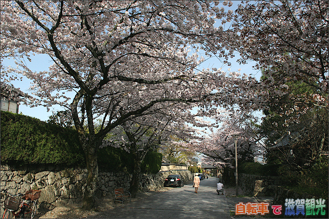 滋賀院門跡の通りの桜