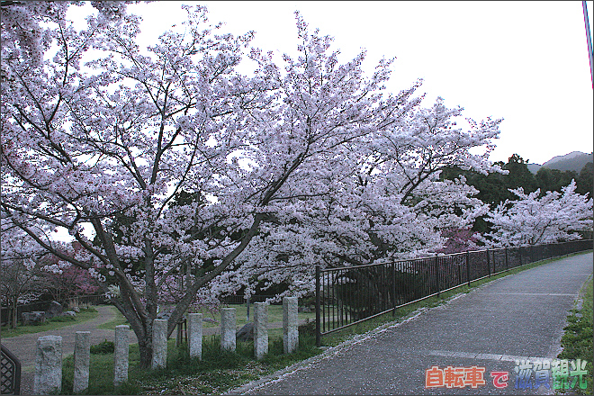 大宮川観光駐車場の桜