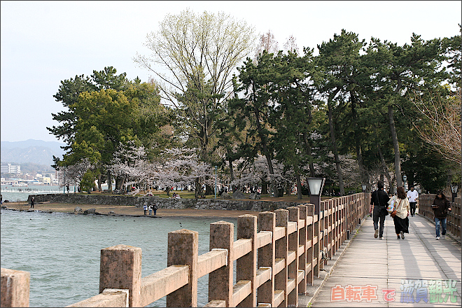 膳所城跡公園の橋から見る桜