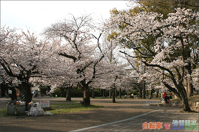 膳所城跡公園のトイレの前の桜